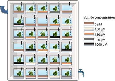 Shifts in sulphur-cycling bacteria in the rhizobiome support the adaptation of Caulerpa prolifera to elevated sulphide levels